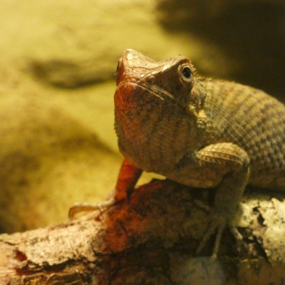 Oriental garden lizard - De Zonnegloed - Animal park - Animal refuge centre 